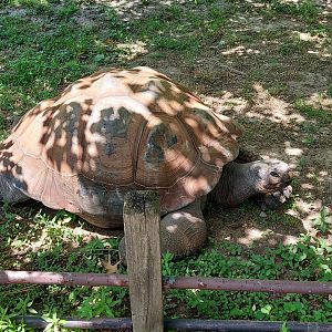 Galapagos Tortoise