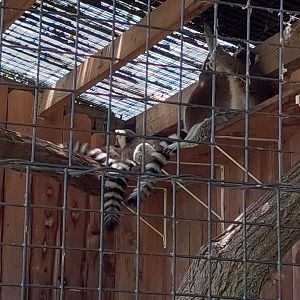 Ring Tailed Lemurs