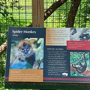 Spider Monkey Enclosure