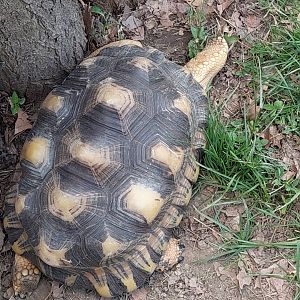 Radiated Tortoise