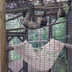 Linne's Two-Towed Sloth