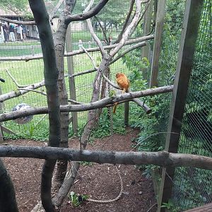 Golden Lion Tamarin