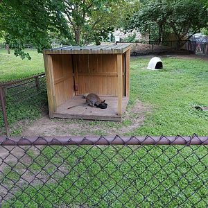 Red-Necked Wallaby Exhibit