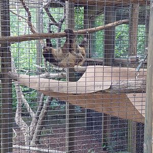 Linne's Two-Toed Sloth