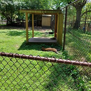 Red-Necked Wallaby exhibit