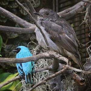Screaming Piha and Swallow Tanager