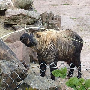 Takin kept in old enclosure, 2017