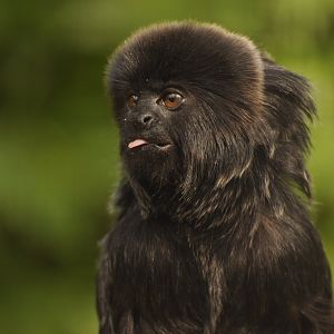 Goeldi's monkey (Callimico goeldii)