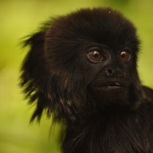 Goeldi's monkey (Callimico goeldii)