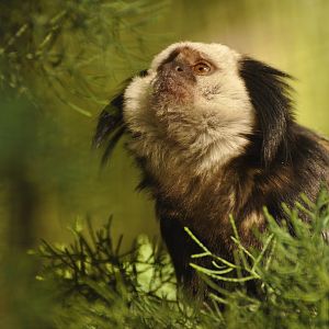 White-headed marmoset (Callithrix geoffroyi)