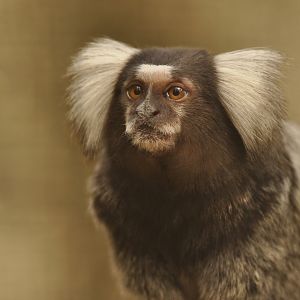 Common marmoset (Callithrix jacchus)