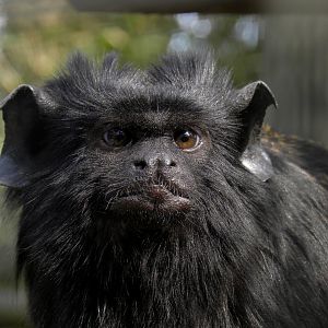 Red-handed tamarin (Saguinus midas)