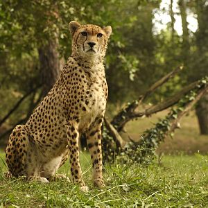 Sudan cheetah (Acinonyx jubatus soemmeringii)