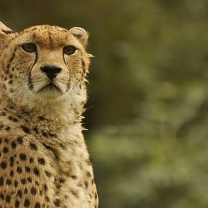 Sudan cheetah (Acinonyx jubatus soemmeringii)