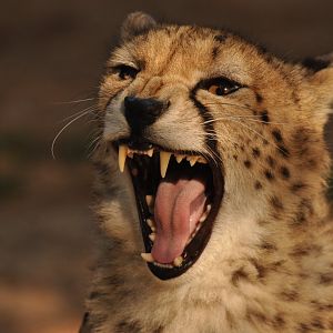Sudan cheetah (Acinonyx jubatus soemmeringii)