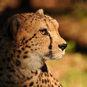 Sudan cheetah (Acinonyx jubatus soemmeringii)