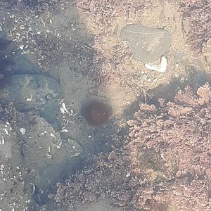 Beadlet Anemone (Actinia equina)