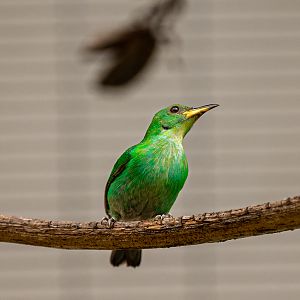 Green Honeycreeper female