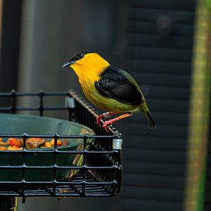 Golden Collared Manakin