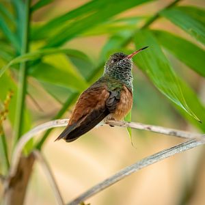 Amazilia Hummingbird