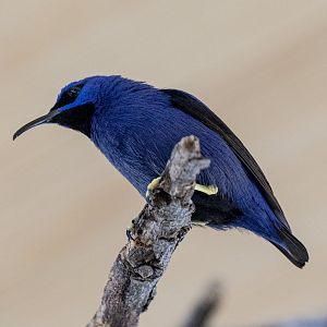 Purple Honeycreeper