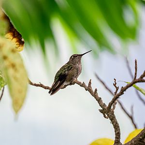 Anna’s Hummingbird female
