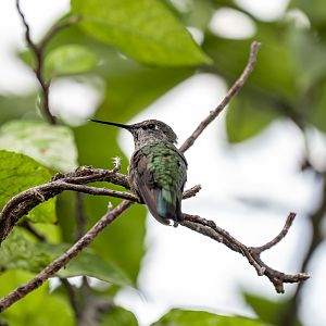 Anna’s Hummingbird female