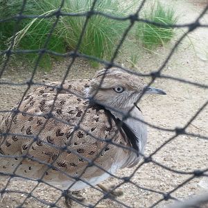 MacQueen's bustard [2014]