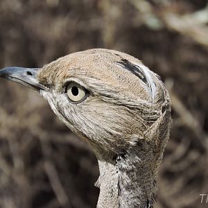 MacQueen's bustard [2015]