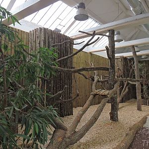 Buergers' tree-kangaroo exhibit [2015]