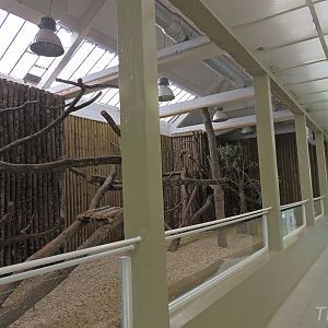 Buergers' tree-kangaroo exhibit [2015]