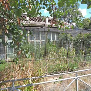 Little bustard aviary [2015]