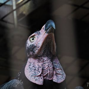 Red-headed vulture [2015]