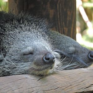 Binturong [2015]