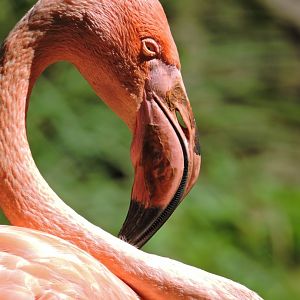 American flamingo [2015]
