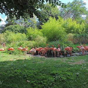 American flamingo exhibit [2015]