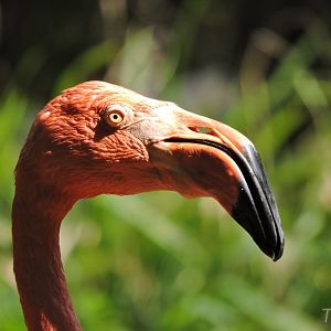 American flamingo [2015]