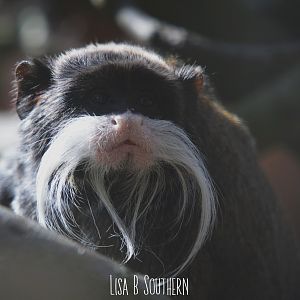 .:Emperor Tamarin:.