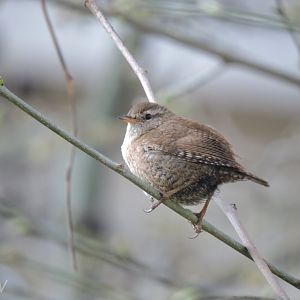 Eurasian wren [2017]