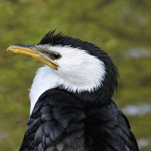 Little pied cormorant [2017]