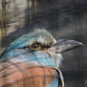 European roller [2017]