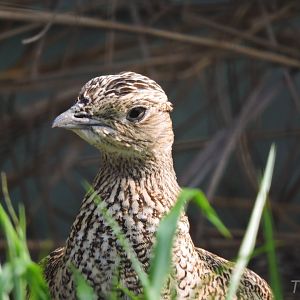 Little bustard [2017]