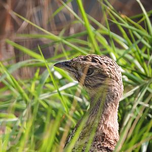 Little bustard [2017]