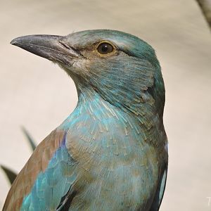 European roller [2017]