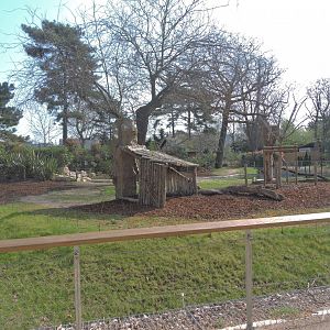 Malayan tapir exhibit [2017]