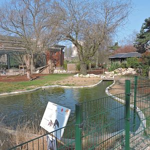 Malayan tapir exhibit [2017]