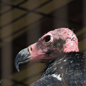 Red-headed vulture [2017]