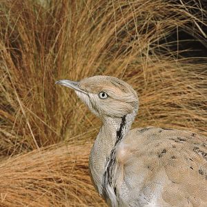 MacQueen's bustard [2017]