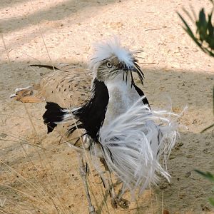 MacQueen's bustard [2017]