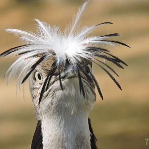 MacQueen's bustard [2017]